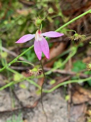 Caladenia