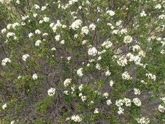 Pomaderris obcordata