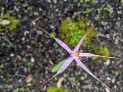 Caladenia rosella