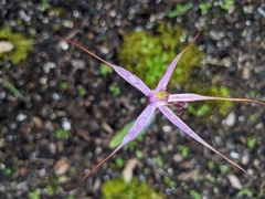 Caladenia rosella
