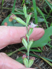 Silene scouleri