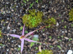 Caladenia rosella