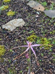 Caladenia rosella