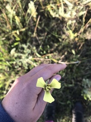 Moraea bellendenii