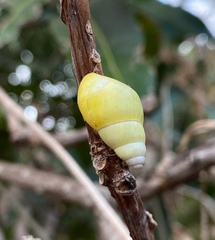 Amphidromus