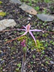 Caladenia rosella