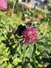 Bombus vosnesenskii