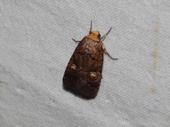 Athetis leuconephra
