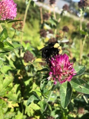 Bombus vosnesenskii