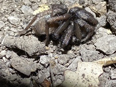 Calisoga longitarsis