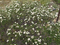 Pomaderris obcordata