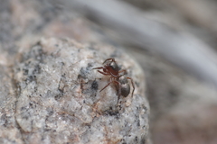 Tutelina similis