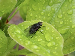 Calliphorinae