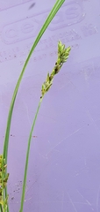 Carex turbinata