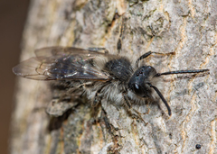 Andrena frigida