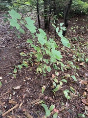 Acer