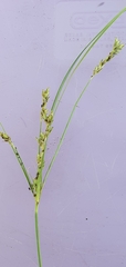 Carex turbinata