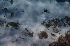 Chaetodon melannotus