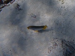 Chaetodon melannotus