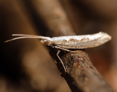 Plutella xylostella-australiana