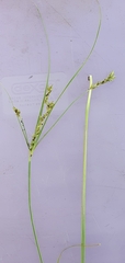 Carex turbinata