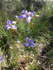 Cheiranthera alternifolia