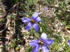 Cheiranthera alternifolia