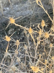 Centaurea solstitialis