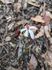 Caladenia moschata