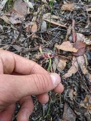 Caladenia moschata