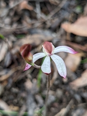 Caladenia moschata