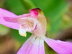 Caladenia
