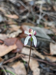 Caladenia moschata