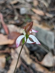 Caladenia moschata