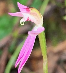 Caladenia