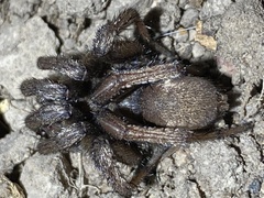 Calisoga longitarsis