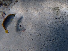 Chaetodon melannotus