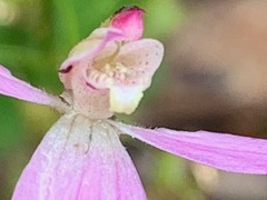 Caladenia