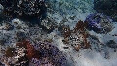 Chaetodon tricinctus