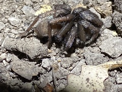 Calisoga longitarsis