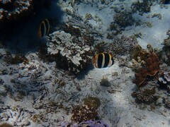 Chaetodon tricinctus