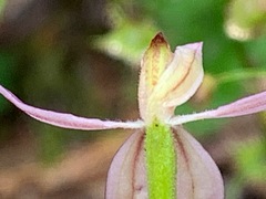 Caladenia
