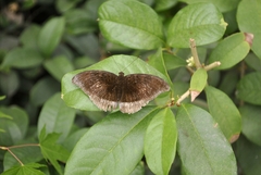 Tanaecia lepidea