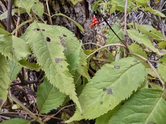 Sambucus racemosa