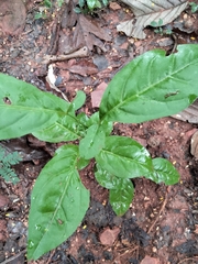 Terminalia bellirica