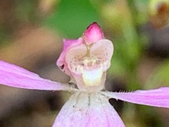 Caladenia
