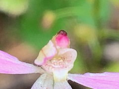 Caladenia