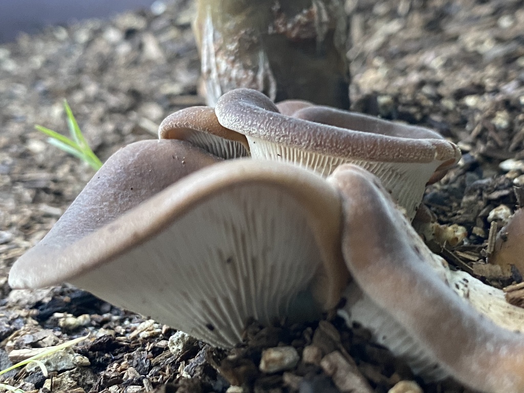 Shoehorn Oyster from Violet Way, San Jose, CA, US on October 05, 2022
