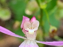 Caladenia