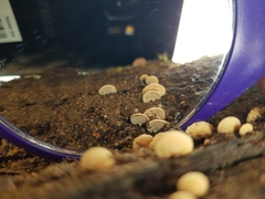 Panellus luxfilamentus